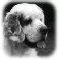 clumber spaniel