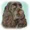 field spaniel.