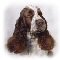 springer spaniel