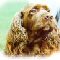 sussex spaniel