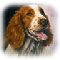 welsh springer
